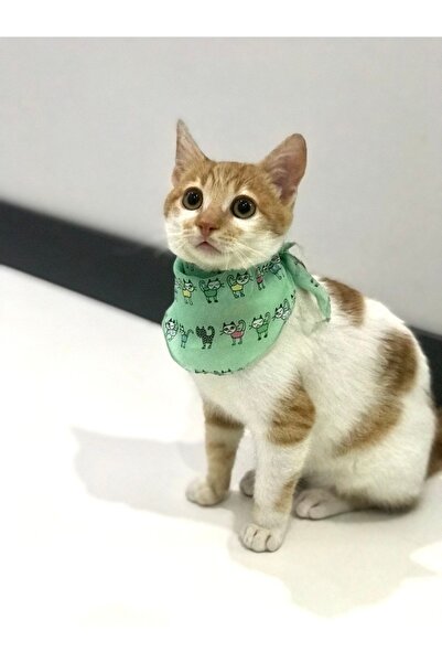 VENÜS MODA by Pınar Kedi Tasması Kedi Fular Su Yeşili Kedi Desenli Ovarloklu ...