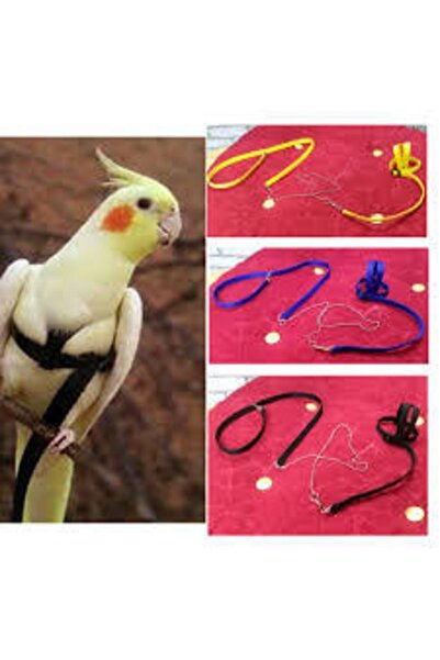 Mavi Kaktüs Kuş Tasması Sultan Papağanı Tasması..