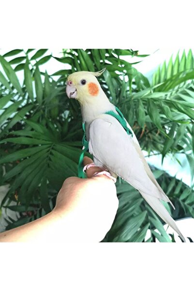 Mavi Kaktüs Sultan Papağanı Tasması Kuş Gezdırme Tasması Açık Hava Oyuncağı 1 Metre Iplı Kuş Gezdırme Tasması