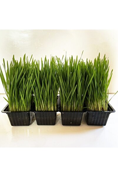 Mimi Çiftliği Taze Buğday Çimi 4lü Paket (canlı Saksıda)
