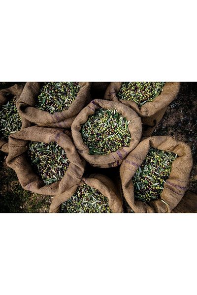 olio 50 kg Capacity Olive Collection Sack