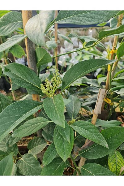 Genel Markalar Fuerte Avakado Fidanı 1 Erkek 1 Dişi Şeklinde