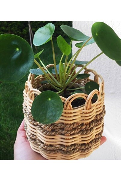 Veneris Design Rattan, Bambu, Hasır Saksı, Çiçeklik