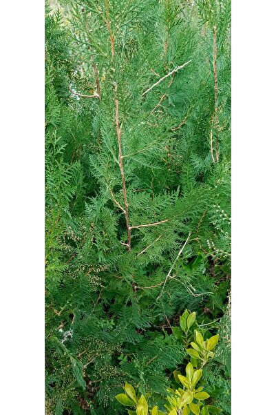 AYDOĞDU Leylandi çam fidanı boy ( 1m )