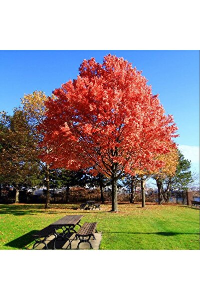 AnkaBahçe Kırmızı Amerikan Meşesi Kırmızı Amerikan Meşe Fidanı