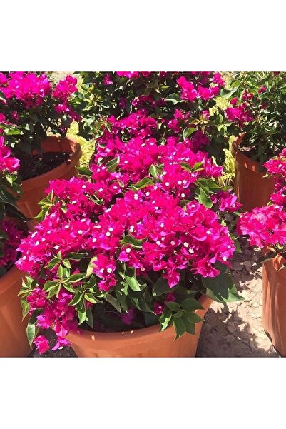 Reyon Bahçe Bodur Begonvil Fidesi