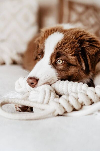 Petella 4'lü Ekonomik Köpek Oyuncağı Seti