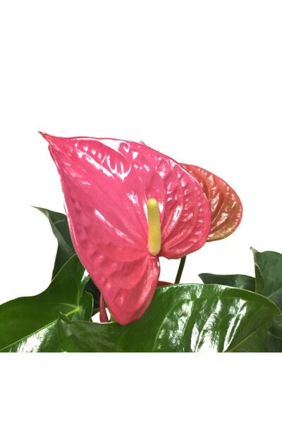 Betonish Anthurium Andraeanum 'pink' (FLAMİNGO ÇİÇEĞİ)