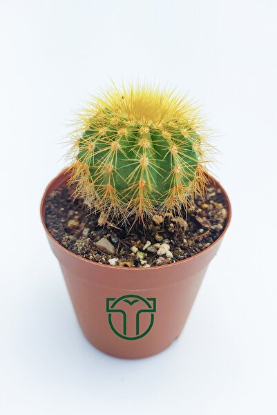 Toptan Kaktüs Notocactus Leninghausii Golden Ball Kaktüsü 45 Adet 5.5 cm Saksıda