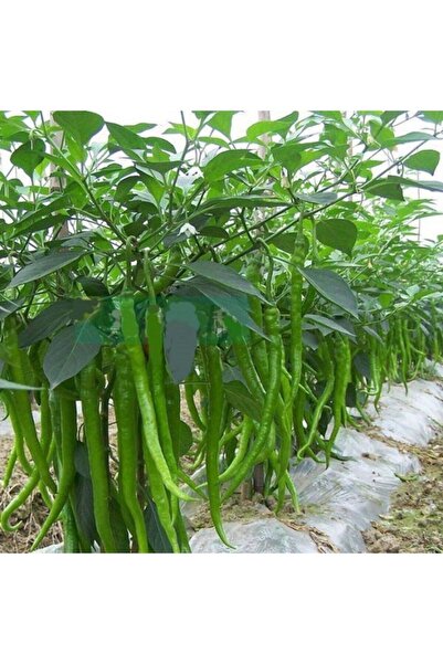 TohumBul Tatlı Kıl Biber Fidesi (5 Adet Fide)