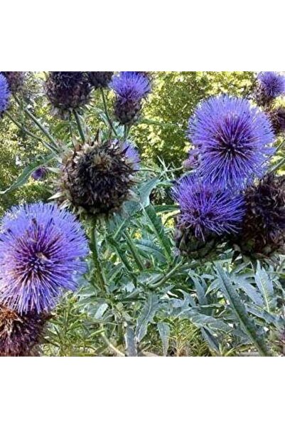TohumBul Kenger Otu(cynara Cardunculus) Tohumu(5 Tohum)