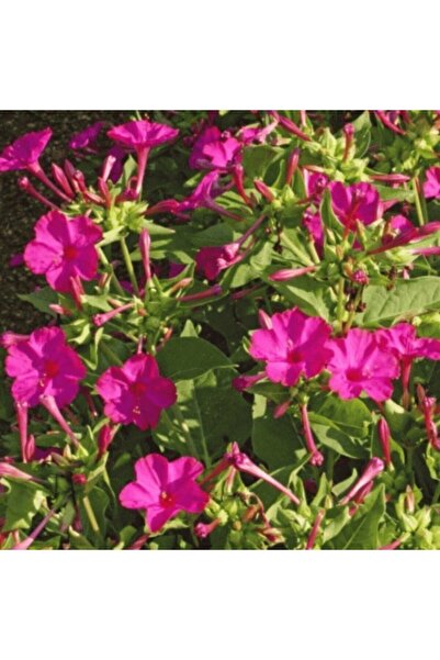 TohumBul Rose Love Akşam Sefası Çiçeği Tohumu(20 Tohum)