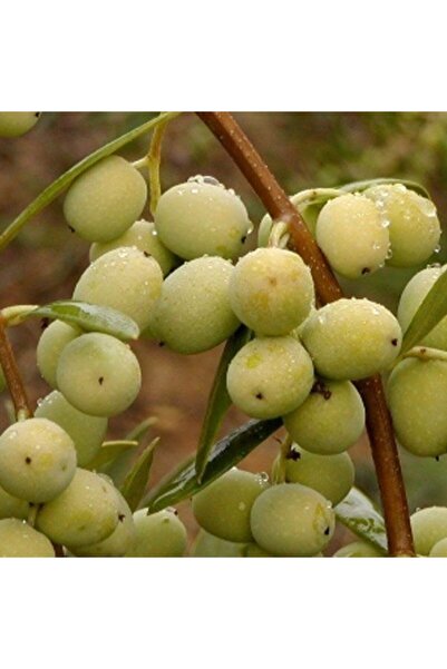 TohumBul Iri Meyveli Sarı Ulak Zeytin Fidanı