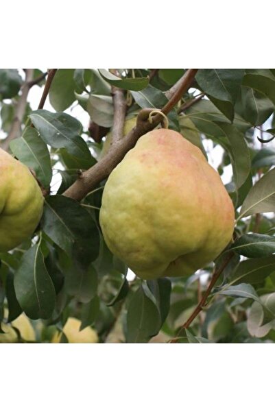TohumBul Tüplü Tam Bodur Dayanıklı Deveci Armut Fidanı