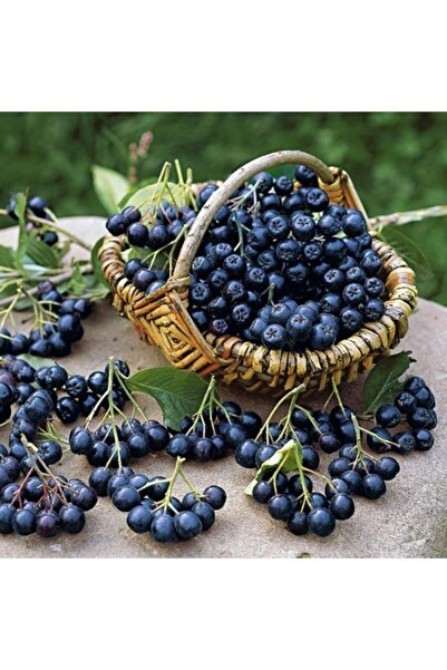 TohumBul Viking Siyah Aronya Aronia Chokeberry Fidanı (10-20 Cm) 10 Adet