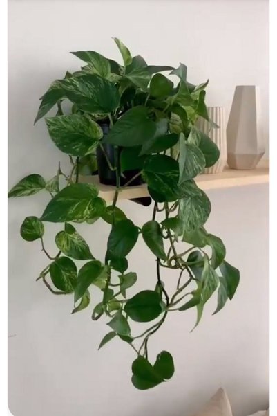 Green Flora Pathos Sarmaşığı (SCİNDAPSUS PİCTUS) Askılı Saksıda