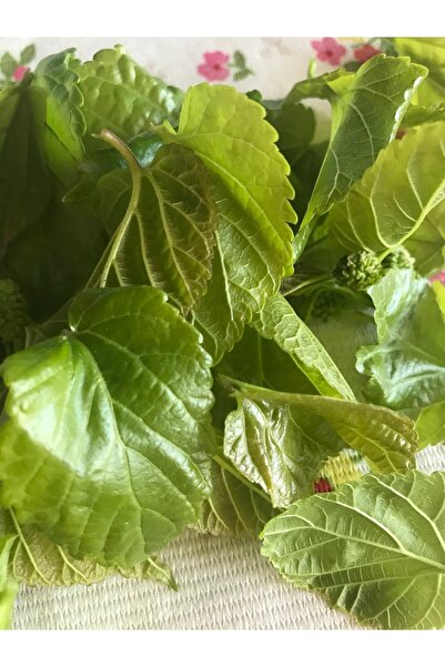 Aydın Naturel Bahçe Beyaz Dut Yaprağı Kurusu 20 gram