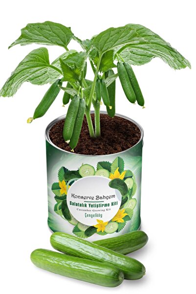 Cucumber Growing Kit - Vegetable Seedling Growing Kit Cucumber Seed And Peat Set