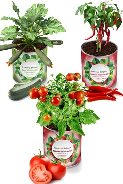 Tomato Hot Pepper Zucchini 3 Vegetable Growing Kit - Seedling Vegetable Seed and Peat Set