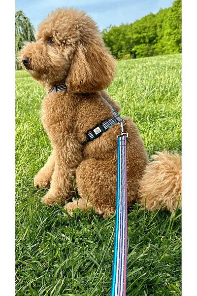 JesPawty Colored Lines Travel Collar Extra Safety Lockable System