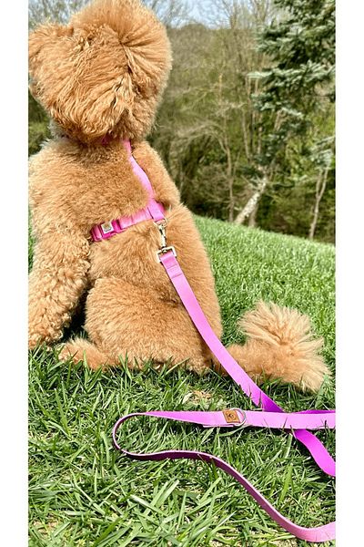 JesPawty Purple Double Color Charm Collar Extra Safety Locked System