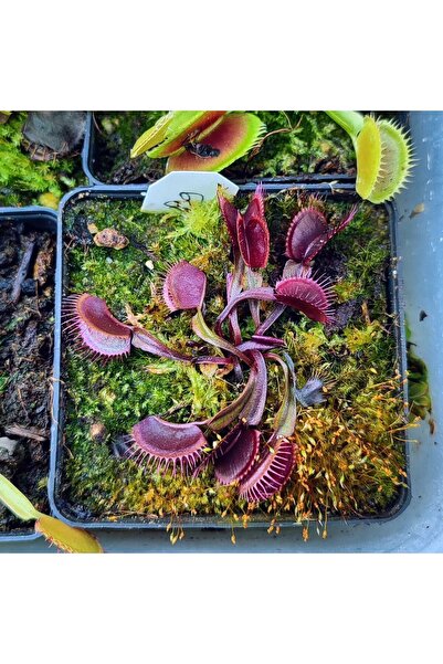 mobuflora Özel Tür Tam Kırmızı Sinek Kapan Etobur Bitki Dionaea Muscipula Yetişkin Boy