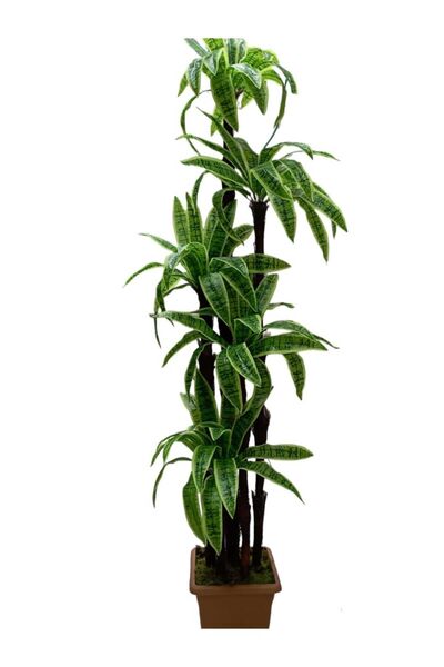 Cennet Home Yukka Dracenea palmiye 195 cm 90 yaprak Büyük Boy Ev ve Ofis için...
