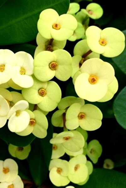ÇİÇEKFLİX Gold euphorbia dikenler tacı mini boy 12-13cm