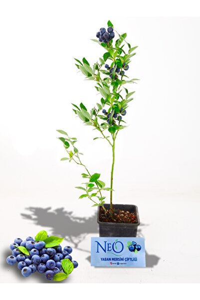 Neo Yaşam 1 Adet Yaban Mersini Fidan