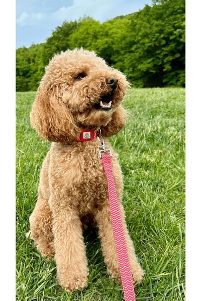 JesPawty Red Patterned Travel Collar / Strap Extra Safety Lockable System