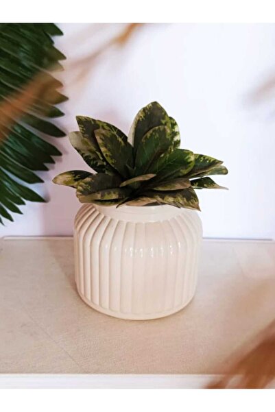 E.M.S AVM SAKSI SUKULENT SAKSISI KAKTÜS SAKSISI MENEKŞE SAKSISI DEKORATİF SAK...