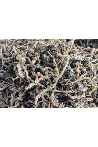 Aselife Kahverengi altın otu 100gr