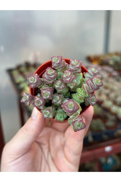 SukuLand Crassula Marnieriana Hottentot ithal koleksiyonluk özel tür sukulent...