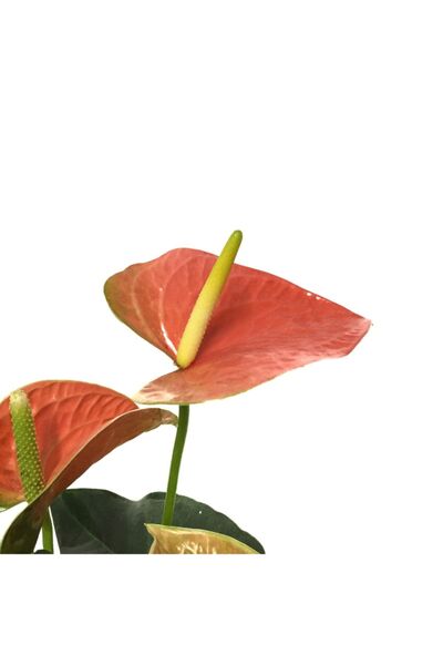Betonish Anthurium 'orange' (TURUNCU ANTORYUM)