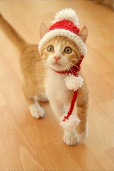 BurDen Dekoratif Ürünler & Tasarım New Year, Large Size Adult Cat Size, Santa Claus Cat Hat & Cat Clothes, Special Production for Your Size
