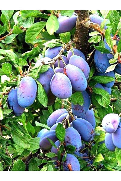 ASES 3 Yaş mürdüm Eriği Fidanı Boy 120-150 Cm