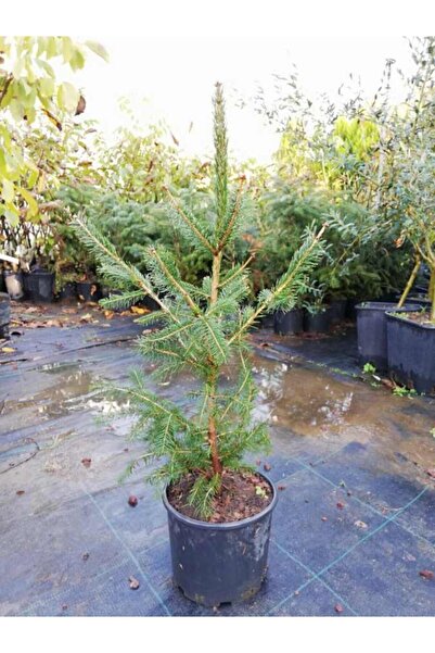 AnkaBahçe Batı Ladini Fidanı- Picea Abies 50-70 Cm