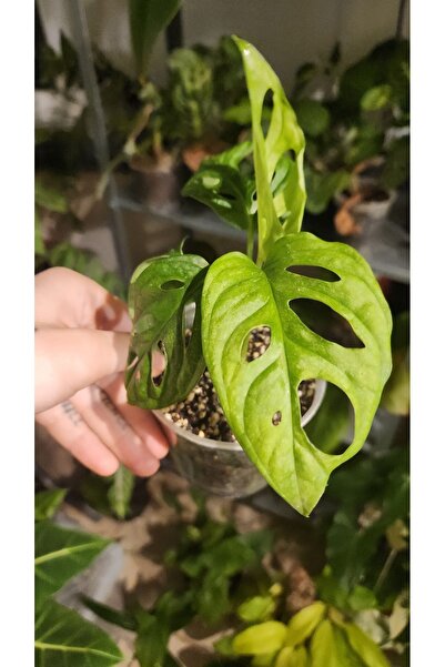 Plant Momzie Monstera Adansonii Monkey Mask Deve Tabanı Bitkisi