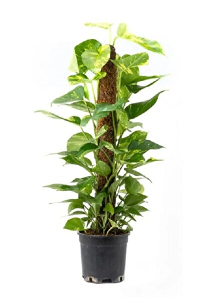 BİLEN ÇİÇEK TASARIM 3lü Set Bitki Destek Çubuğu(YOSUN SOPASI)150-100-60cm