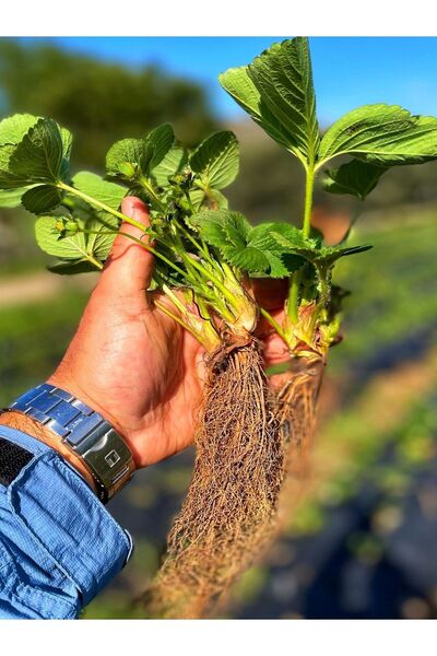 STARFARM ORGANİK ÇİFTLİK Çilek Fidesi Rubigem  1 Adet