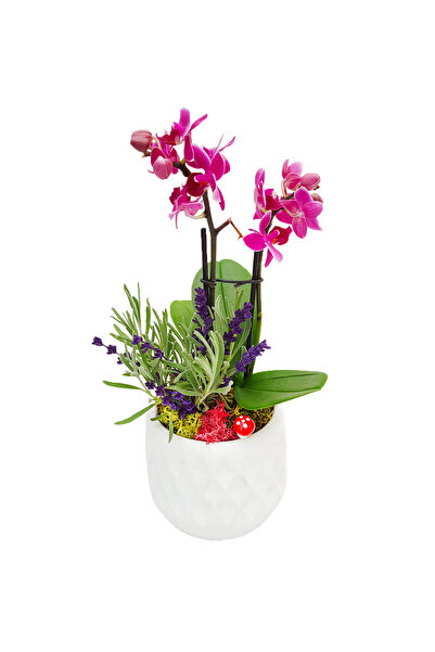 çiçekseli Lavanta ve Orkide & Beyaz Zeytin Beton Saksıda Canlı Orkide Çiçeği ...