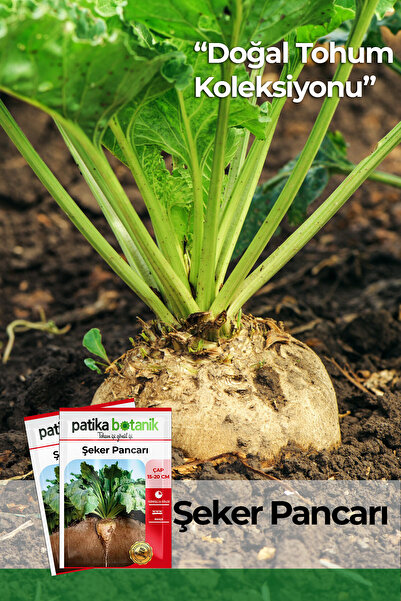 Patika Botanik 120 Adet Ata Tohumu Yerli Şeker Pancarı