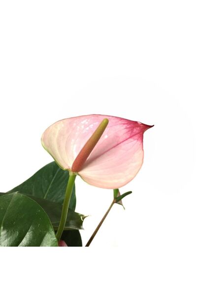 Betonish Anthurium 'princess Amelia' (PEMBE BEYAZ ANTORYUM)