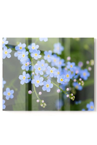 Onbiya Protector de spate pentru aragaz din sticla de bucatarie premium |   Floare albastră
