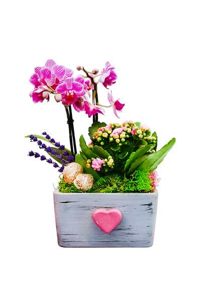 çiçekseli Pink Dream Phalaenopsis & Gri Beton Pembe Kalpli Saksıda Orkide Kal...