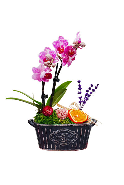 çiçekseli Vintage Flowers Phalaenopsis Orkide &Flowers Kayık Beton Saksıda Mi...