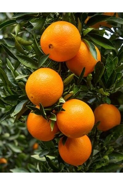 Valencia Yerli Portakal Sulu Doğal 1 Kg.