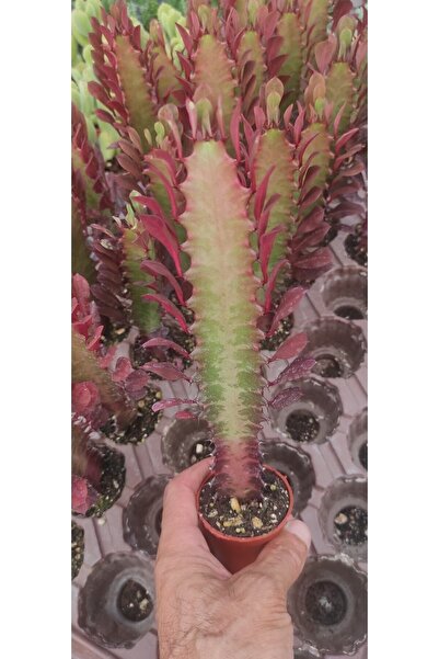 Ravza Çiçekçilik Euphorbia Ingens ( Kırmızı Süt Kaktüs ) ( ( 5.5 Cm Saksıda )...