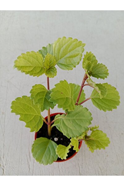 Ravza Çiçekçilik Parlak Mustafa Çiçeği 5. 5. Cm Saksıda Sarkan Beyaz Çiçek Aç...