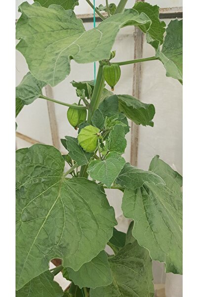 Tropikmeyvelerim Altın Çilek Tohumu Iri Meyveli Hybrit 15 Adet